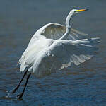 Grande Aigrette