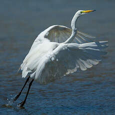 Grande Aigrette