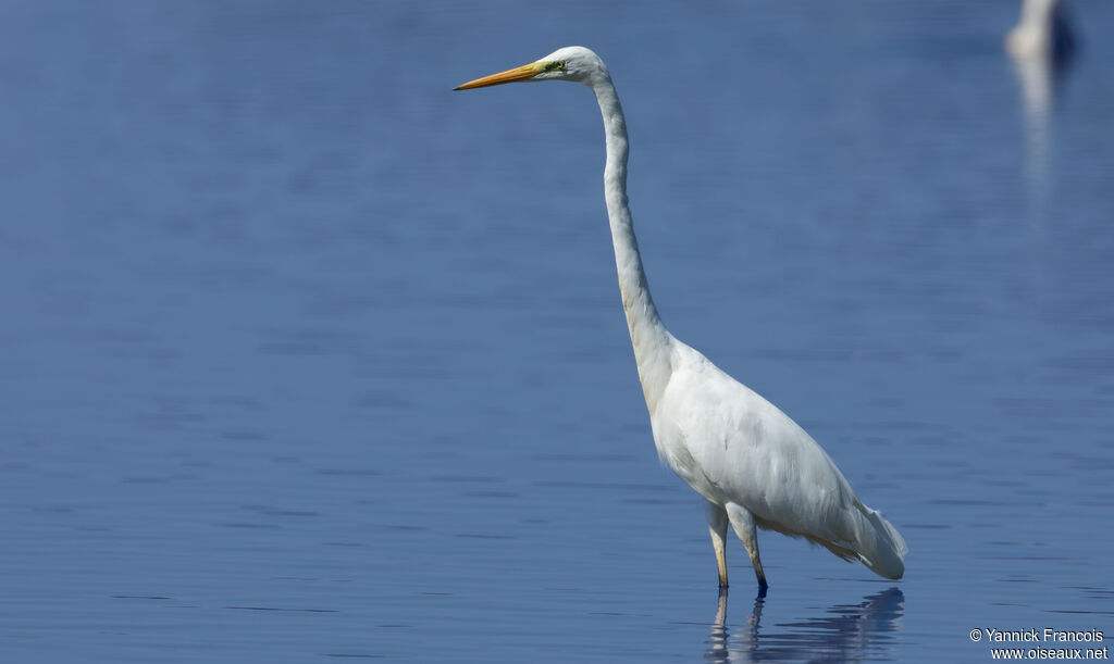 Great Egretadult post breeding, identification, aspect