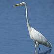 Grande Aigrette