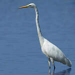 Grande Aigrette