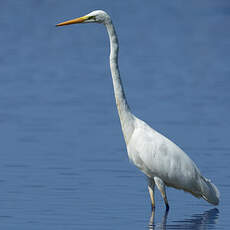 Grande Aigrette