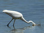 Grande Aigrette