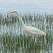 Grande Aigrette