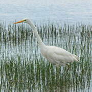 Grande Aigrette