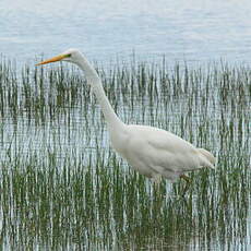 Grande Aigrette