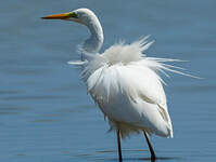 Grande Aigrette