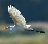 Grande Aigrette