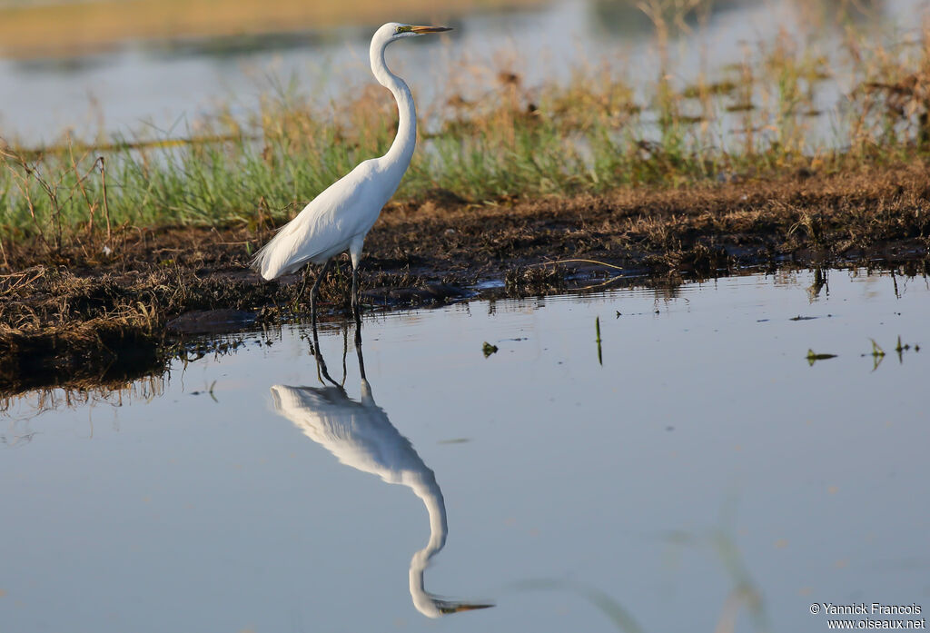 Great Egretadult, habitat, aspect