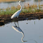 Grande Aigrette