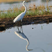 Great Egret