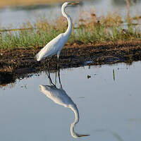 Grande Aigrette