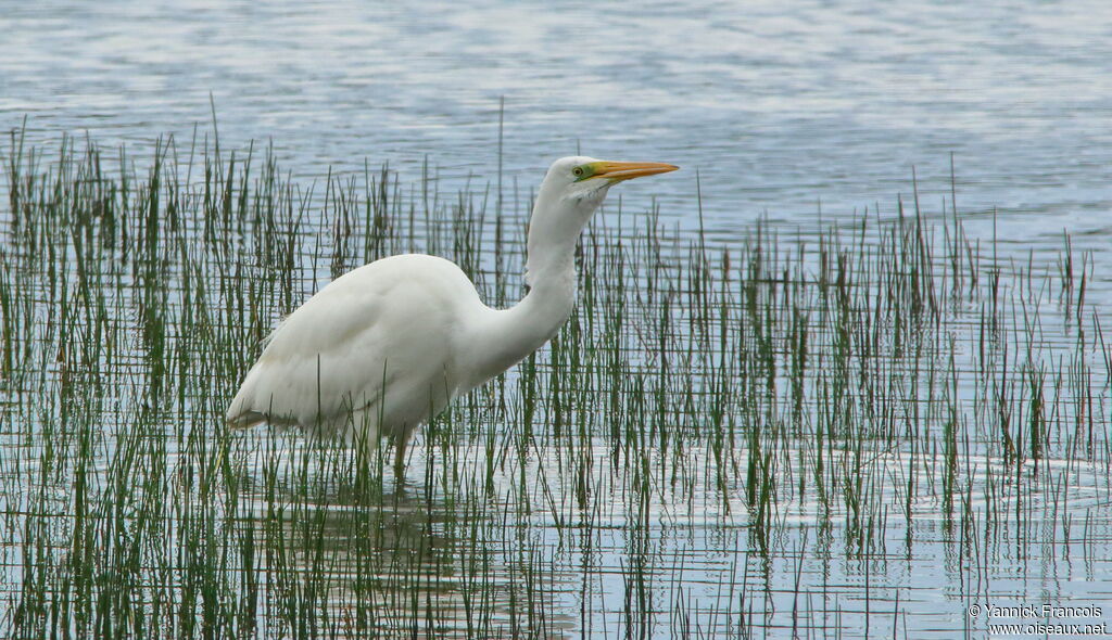 Great Egretadult, habitat, aspect