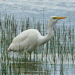 Grande Aigrette