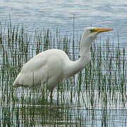 Great Egret