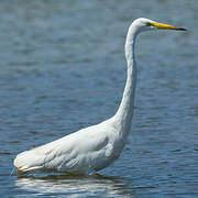 Grande Aigrette