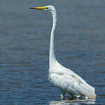 Grande Aigrette