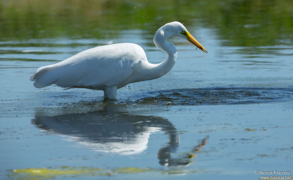 Grande Aigretteadulte, identification, composition, pêche/chasse