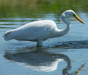 Grande Aigrette