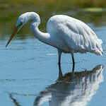 Grande Aigrette