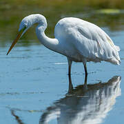 Grande Aigrette
