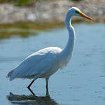 Grande Aigrette