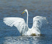 Grande Aigrette