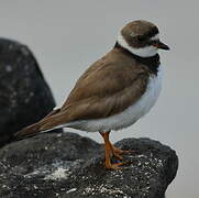 Semipalmated Plover