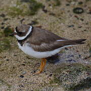 Semipalmated Plover