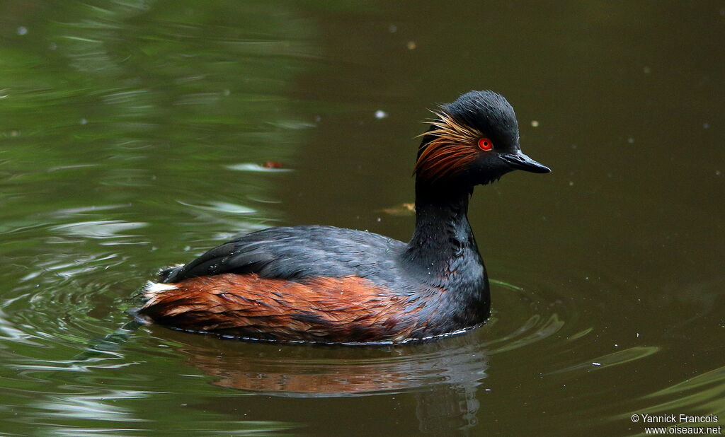 Black-necked Grebeadult, identification, aspect