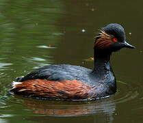 Black-necked Grebe