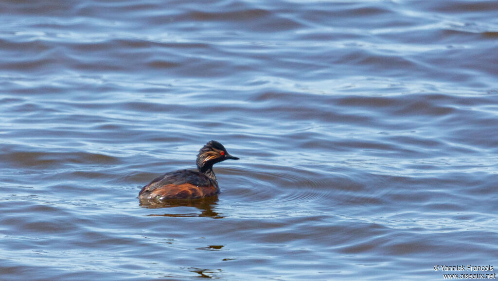 Black-necked Grebeadult, habitat, aspect, swimming