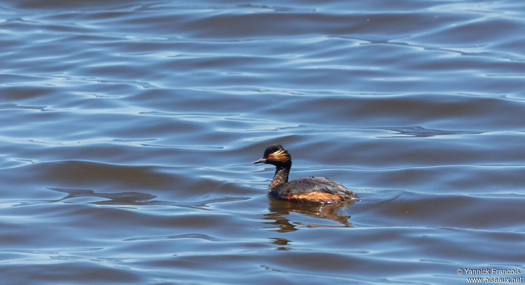 Black-necked Grebeadult, habitat, aspect, swimming