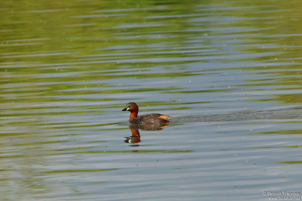 Little Grebeadult breeding, habitat, aspect, swimming