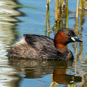 Little Grebe