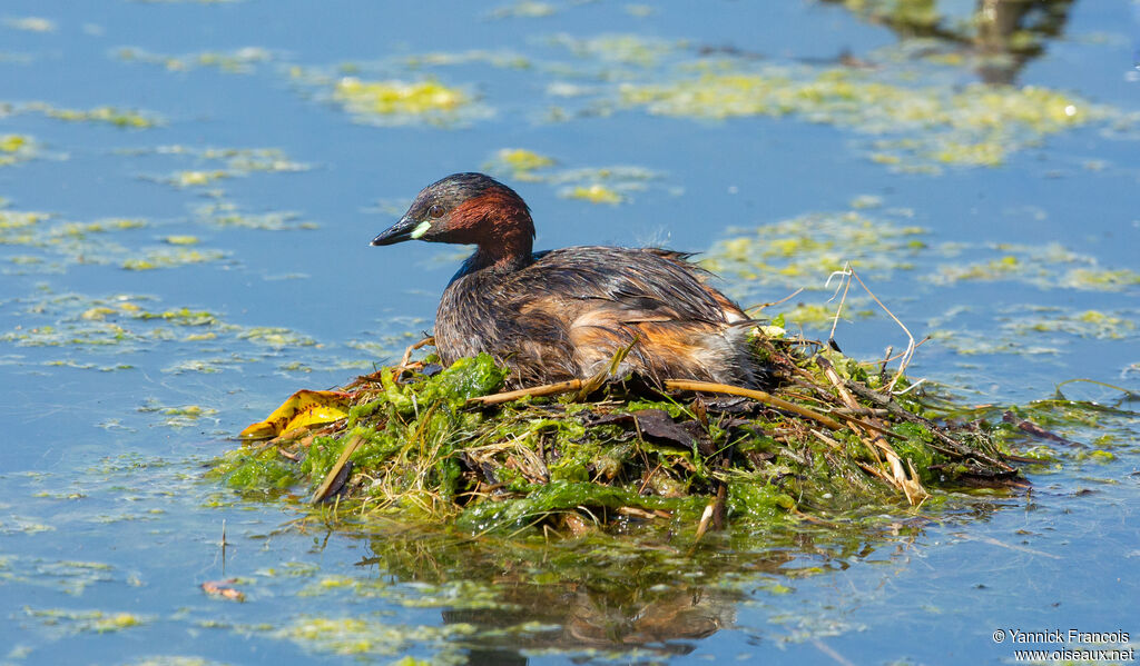 Grèbe castagneuxadulte nuptial, identification, composition, Nidification