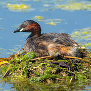 Little Grebe