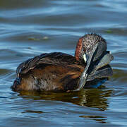 Little Grebe