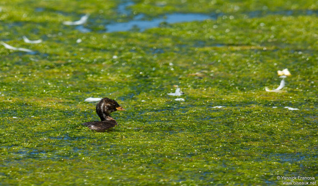 Grèbe castagneuxjuvénile, habitat, composition