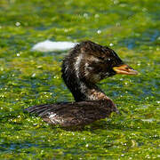 Little Grebe