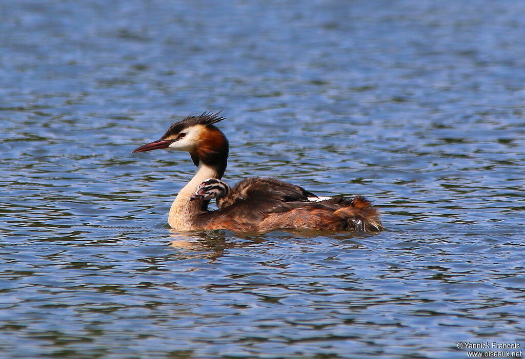 Grèbe huppé, identification, nage