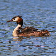 Great Crested Grebe