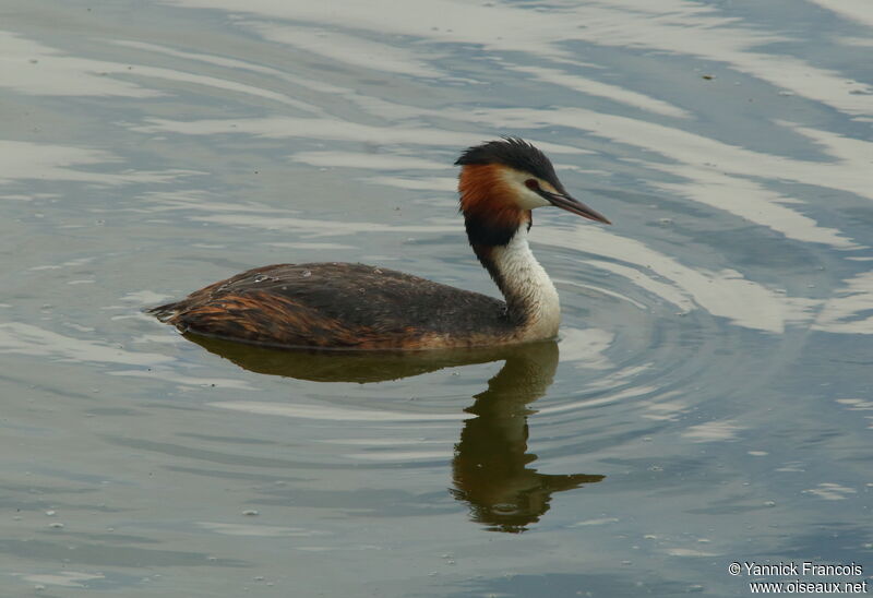 Great Crested Grebeadult, identification, aspect, swimming