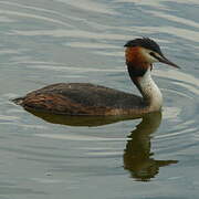 Great Crested Grebe