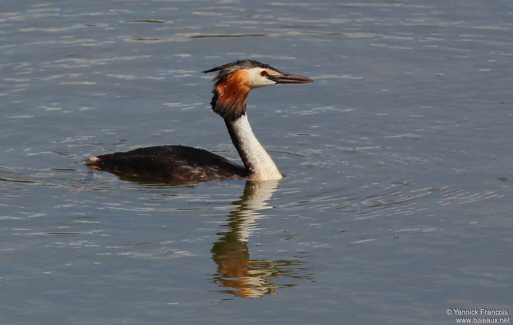 Great Crested Grebeadult, habitat, aspect, swimming