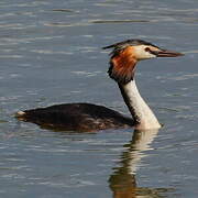 Great Crested Grebe