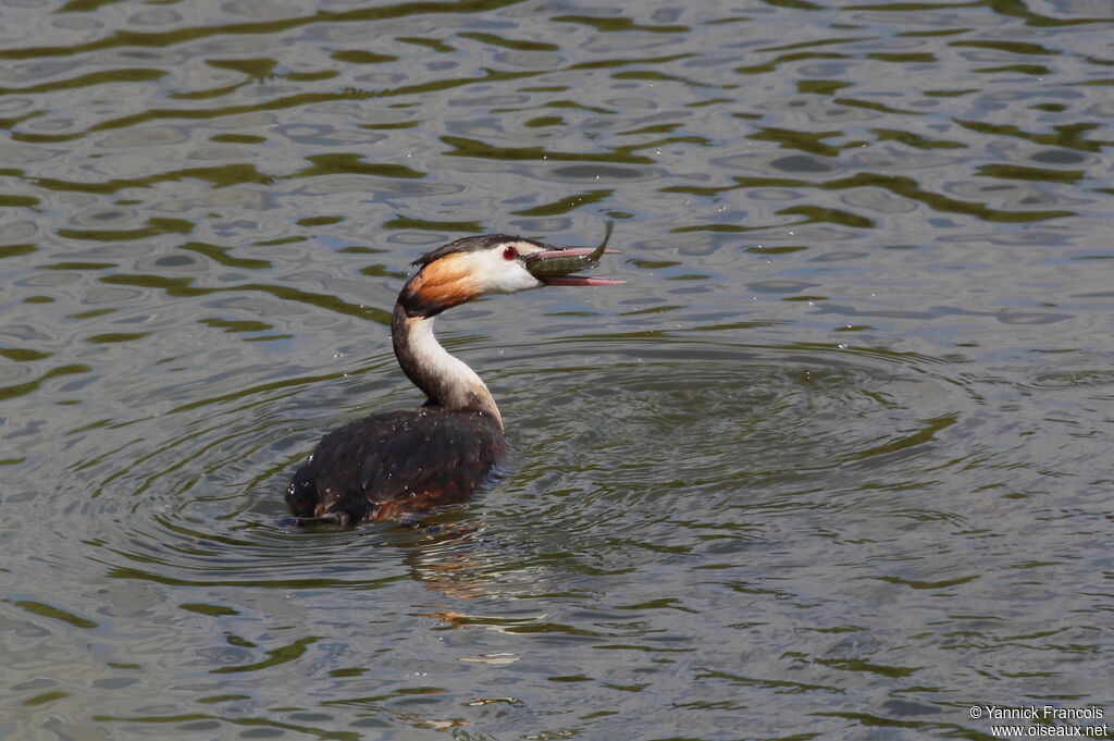 Grèbe huppéadulte, habitat, composition, nage, pêche/chasse