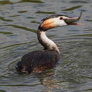 Great Crested Grebe