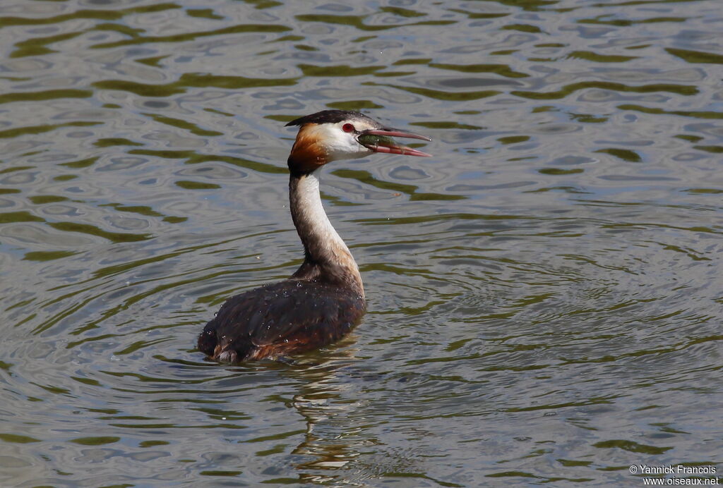 Great Crested Grebeadult, habitat, aspect, swimming, fishing/hunting