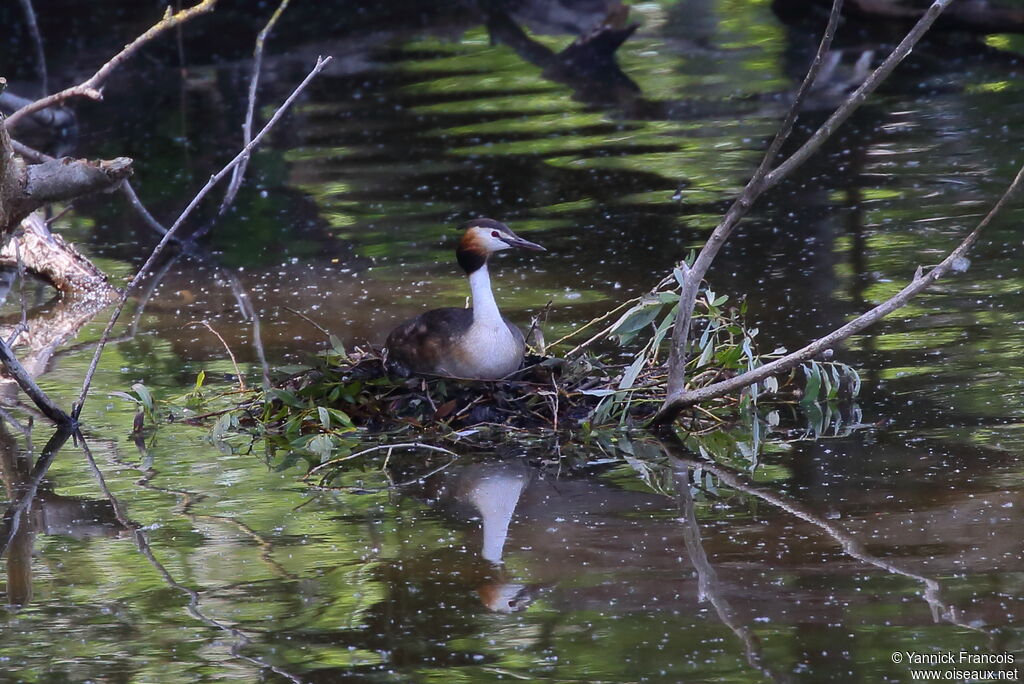 Great Crested Grebeadult, habitat, Reproduction-nesting